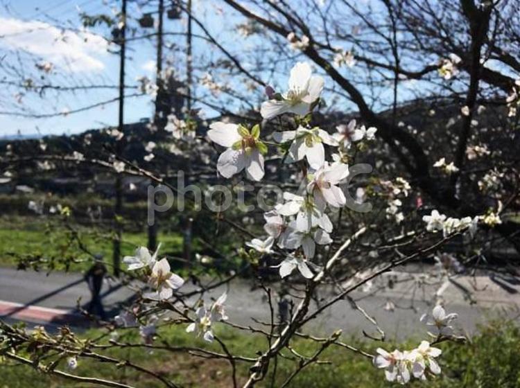 10月の四季桜3 風景,旅行,岐阜の写真素材