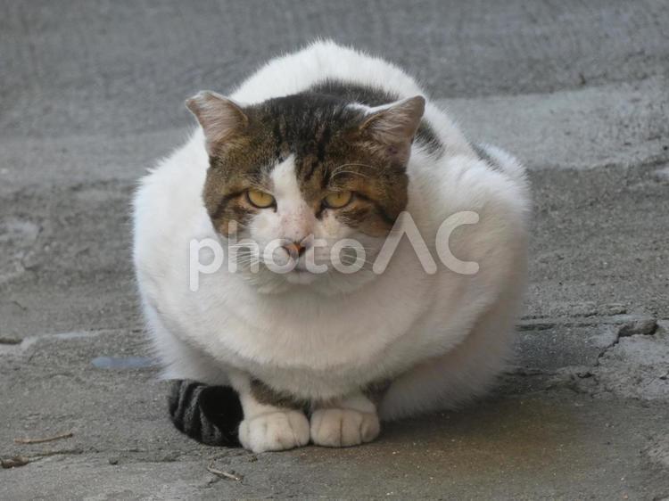 正五角形の野良猫 ネコ,生き物,にらむの写真素材