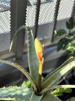 アロエの蕾2 アロエ,鉢植え,秋の写真素材