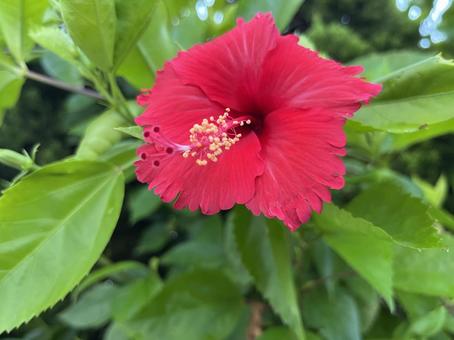 ハイビスカス ハイビスカス ハイビスカス,花,沖縄の写真素材