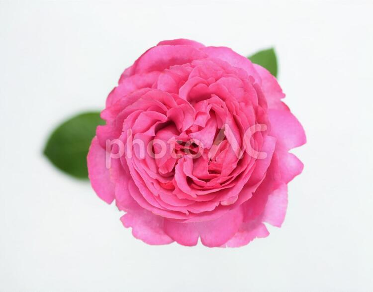 ピンクの薔薇、バラ 薔薇,ばら,花の写真素材