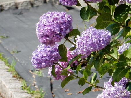 【花の写真】紫陽花の花 【花の写真】紫陽花の花 紫陽花,アジサイ,自然の写真素材