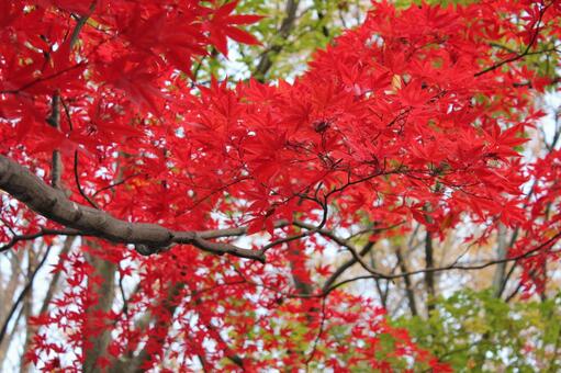 紅葉32 自然,もみじ,秋の写真素材