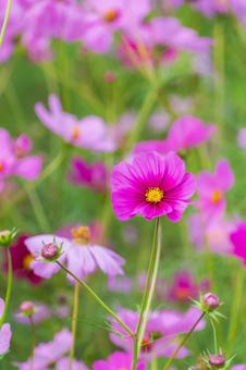 ピンクのコスモスが咲く秋の花畑 ピンクのコスモスが咲く秋の花畑 コスモス,花,ピンクの写真素材