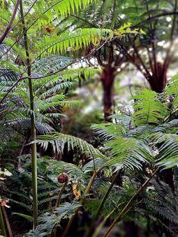 奄美の森　シダ類 奄美,奄美大島,森の写真素材