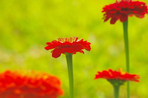 Red Flower, JPG Red Flower, JPG
