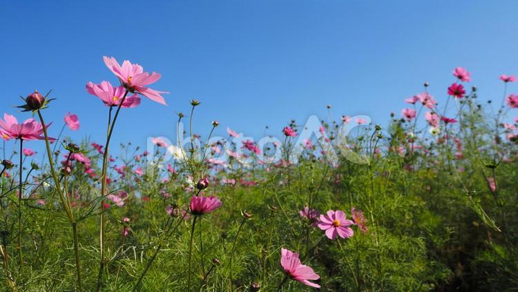 コスモス畑（埼玉県・狭山市） コスモス畑,コスモス,秋桜の写真素材