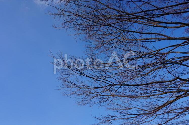 枯れ木 木,枯れ木,秋の写真素材