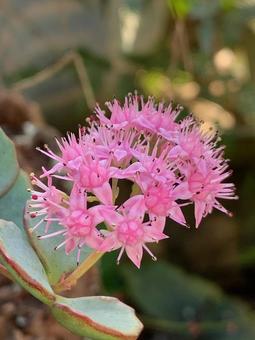 弁慶草　ピンク ピンクの花,ミセバヤ,弁慶草の写真素材