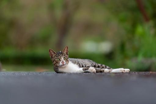寝そべっている野良猫 寝そべっている野良猫 猫,野良猫,地域猫の写真素材