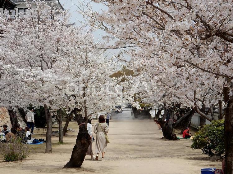 【桜の写真】桜が咲く風景 桜,さくら,サクラの写真素材