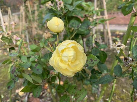黄色の薔薇 黄色の薔薇の写真