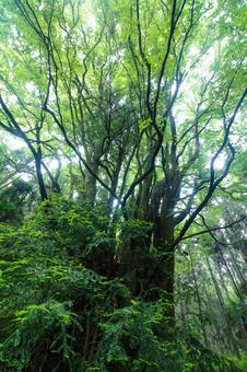 下合瀬の大カツラ 下合瀬の大カツラ 佐賀県,天然記念物,カツラの写真素材