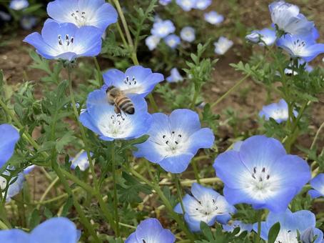 Nemophila and bees, JPG