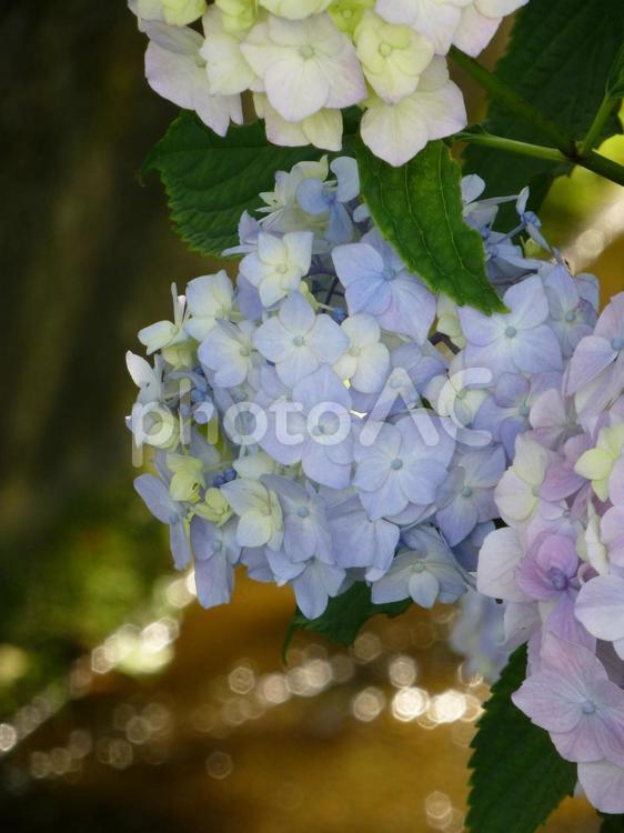 小川の水面を背景に淡いアジサイが咲く アジサイ,花,植物の写真素材