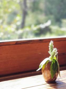 小さな観葉植物 小さな観葉植物の写真