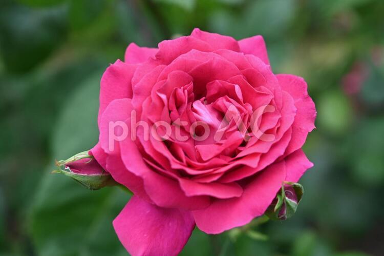 自家栽培の薔薇 薔薇,バラ,ばらの写真素材
