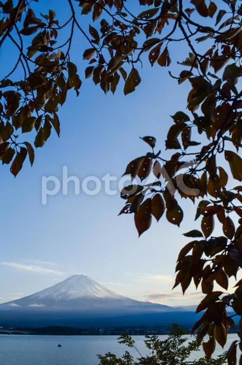 富士山と木々③ mt.fuji,mountain,japanの写真素材