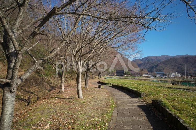 冬枯れの小道 桜,自然,景色の写真素材