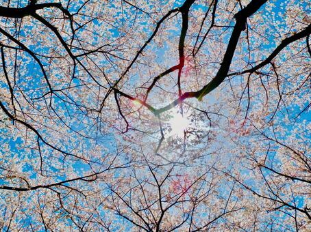 桜を見上げて 桜を見上げての写真