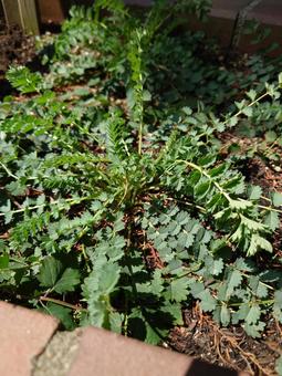 サラダ・バーネット(葉) サラダ・バーネット(葉) 縦,葉,植物の写真素材
