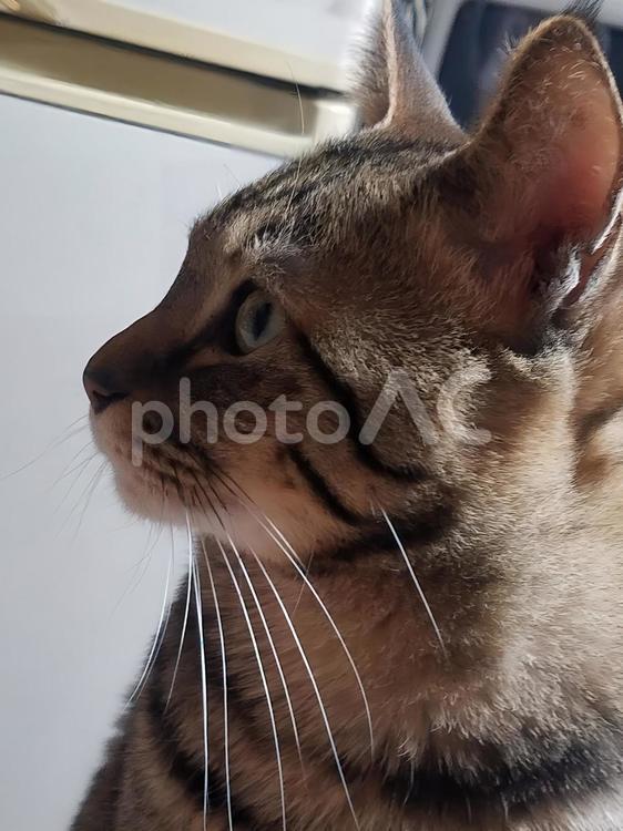 イケメンの横顔 ネコ,動物,かわいいの写真素材
