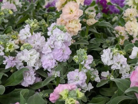 ストックです ストック,花,フラワーの写真素材