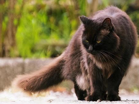 Black cat in the park, JPG Black cat in the park, JPG