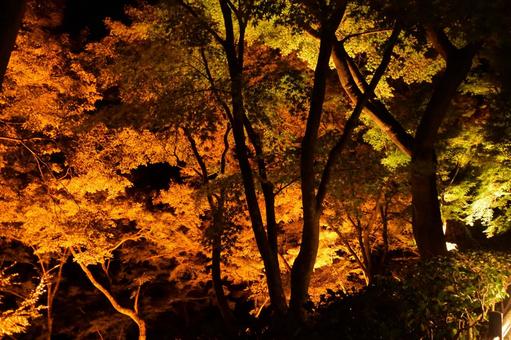 紅葉ライトアップ 清水寺,ライトアップ,夜景の写真素材