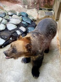 ヒグマ ヒグマ,エゾヒグマ,熊の写真素材