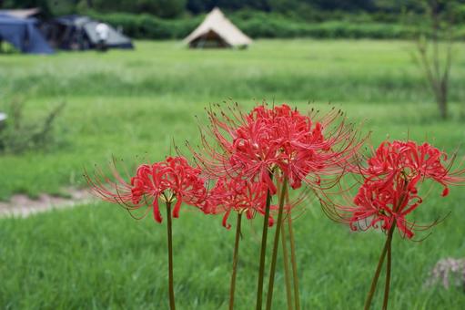 キャンプ場に咲く晩夏の赤い彼岸花 キャンプ場に咲く晩夏の赤い彼岸花の写真