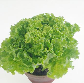 新鮮な野菜 リーフレタス レタス 新鮮な野菜 リーフレタス レタス レタス,水耕栽培,野菜の写真素材