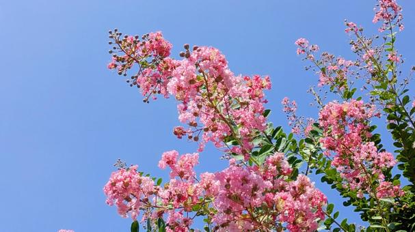 百日紅-12 百日紅-12の写真