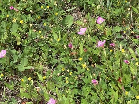 みちばたのかわいい雑草 みちばたのかわいい雑草の写真