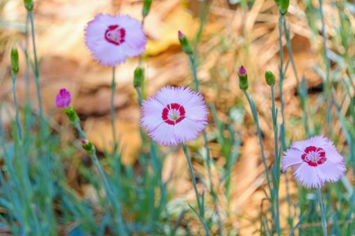 咲き始めのナデシコの花々の写真
