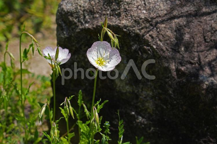 ヒルザキツキミソウ ヒルザキツキミソウ,昼咲月見草,アカバナ科の写真素材