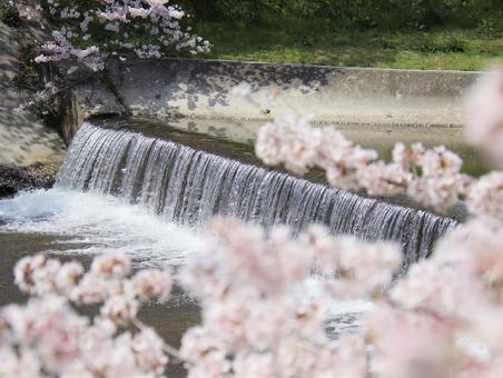 川の流れる音に癒される 川,桜,桜の花の写真素材