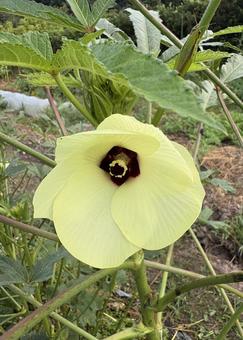 オクラの花 オクラの花 オクラの花,オクラ,野菜の写真素材