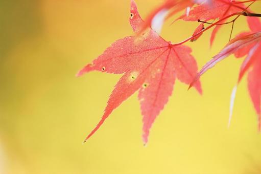 紅葉 もみじ,葉,樹木の写真素材