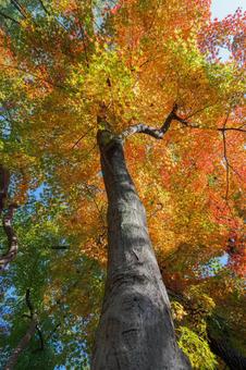 鮮やかな紅葉の木 秋,紅葉,紅葉狩りの写真素材
