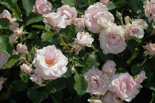 荒牧バラ園424　早春の写真