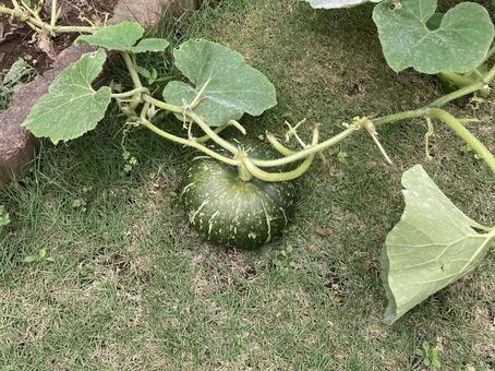 かぼちゃ かぼちゃ,家庭菜園,芝生の写真素材