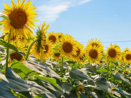 ひまわり 向日葵,ヒマワリ,夏の写真素材