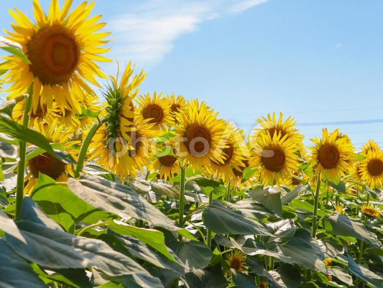 ひまわり 向日葵,ヒマワリ,夏の写真素材