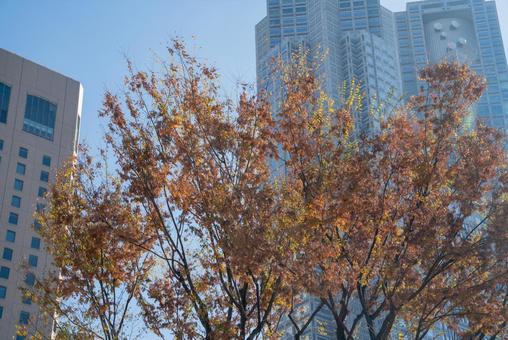 東京都庁と紅葉の風景 01 東京都庁,新宿,都庁の写真素材