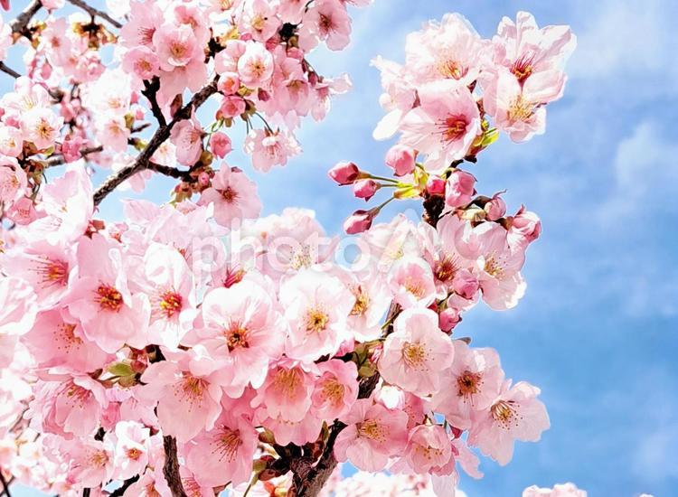 サクラ　ポジティブイメージ　05 サクラ,春,花の写真素材
