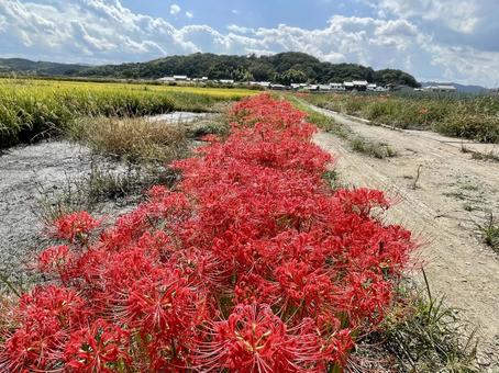 彼岸花満開 彼岸花満開 彼岸花,曼殊沙華,花の写真素材