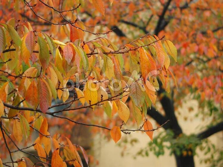 紅葉して色づいた桜の葉・秋の雨降る京都府八幡市の公園で 紅葉,色づく,桜の木の写真素材