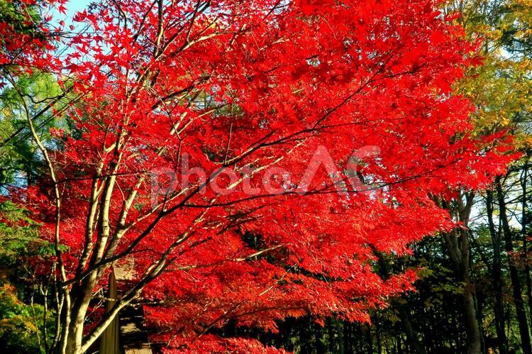 目を見張るほどの赤い紅葉 植物,屋外,赤の写真素材