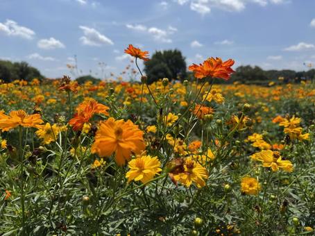 お花畑 コスモス,色とりどり,美しいの写真素材